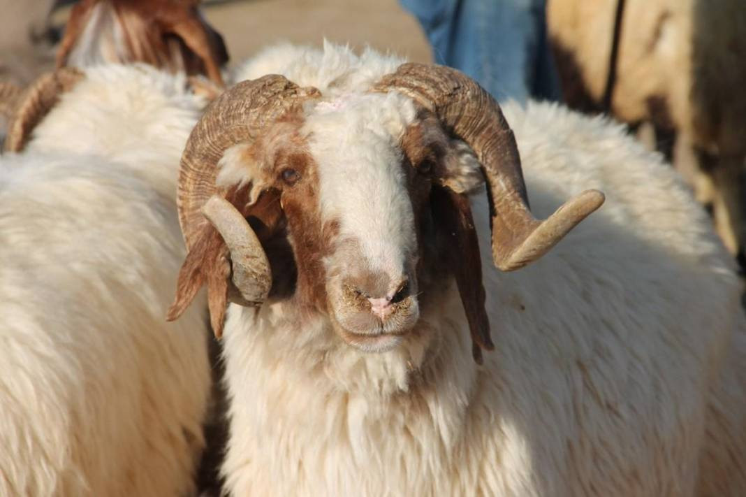 Kurban ibadetiyle ilgili doğru bilinen yanlışlar - Resim: 6